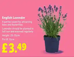 Lidl English Lavender offer
