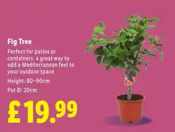 Lidl Fig Tree offer
