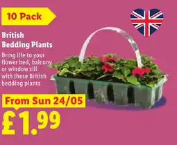 Lidl British Bedding Plants offer