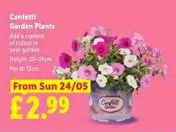 Lidl Confetti Garden Plants offer