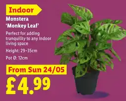 Lidl Monstera 'Monkey Leaf' offer