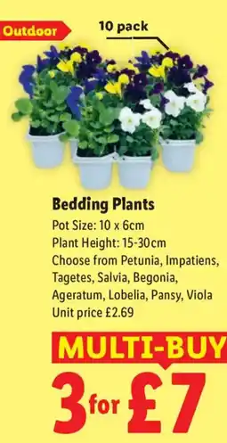 Lidl Bedding Plants offer