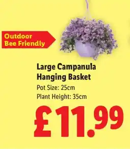 Lidl Large Campanula Hanging Basket offer