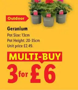 Lidl Geranium offer