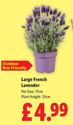Lidl Large French Lavender offer