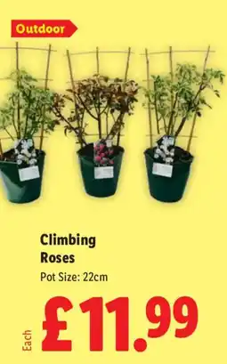 Lidl Climbing Roses offer
