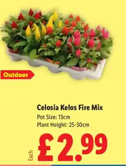 Lidl Celosia Kelos Fire Mix offer