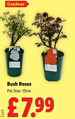 Lidl Bush Roses offer