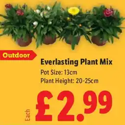 Lidl Everlasting Plant Mix offer