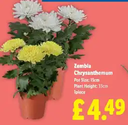 Lidl Zembla Chrysanthemum offer