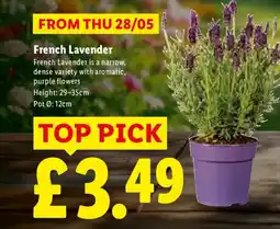 Lidl French Lavender offer