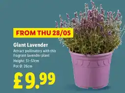 Lidl Giant Lavender offer