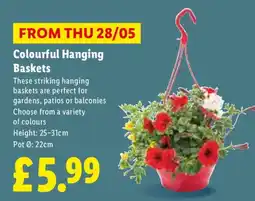 Lidl Colourful Hanging Baskets offer