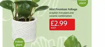 Aldi Mini Premium Foliage offer