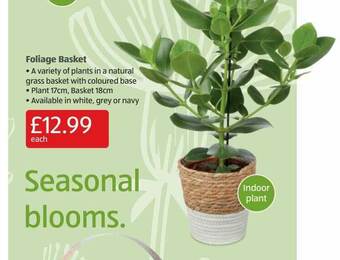 Aldi Foliage Basket offer