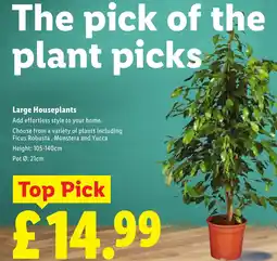Lidl Large Houseplants offer