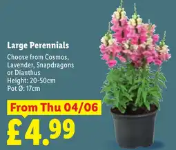 Lidl Large Perennials offer