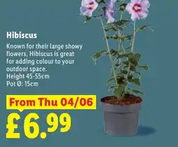Lidl Hibiscus offer