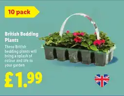 Lidl British Bedding Plants offer