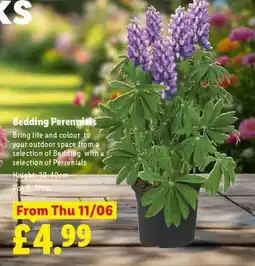 Lidl Bedding Perennials offer