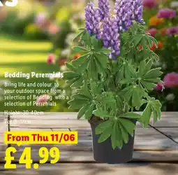 Lidl Bedding Perennials offer