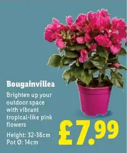 Lidl Bougainvillea offer