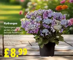Lidl Hydrangea offer