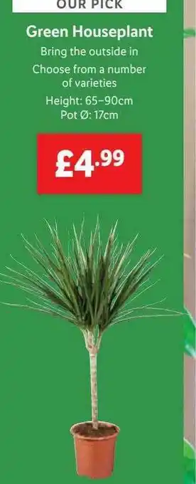 Lidl Green Houseplant offer