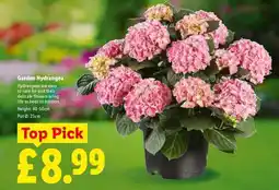 Lidl Garden Hydrangea offer