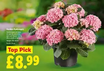 Lidl Garden Hydrangea offer