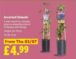 Lidl Assorted Clematis offer