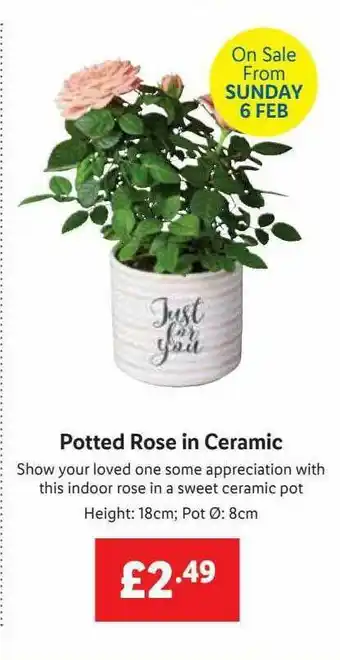 Lidl Potted Rose In Ceramic offer