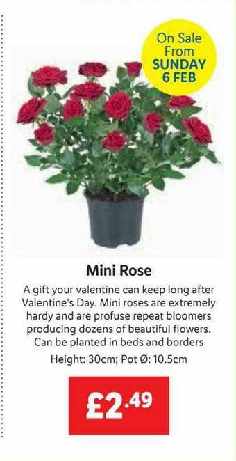 Lidl Mini Rose offer