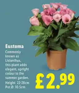 Lidl Eustoma offer