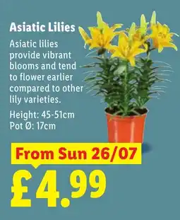 Lidl Asiatic Lilies offer