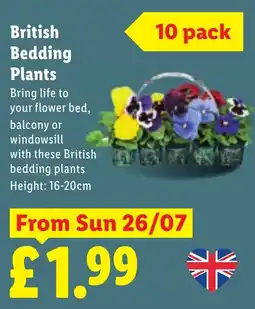 Lidl British Bedding Plants offer