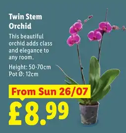Lidl Twin Stem Orchid offer