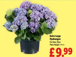 Lidl Extra Large Hydrangea offer