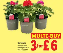 Lidl Geranium offer