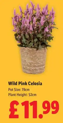 Lidl Wild Pink Celosia offer