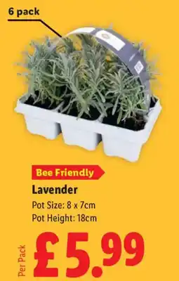 Lidl Bee Friendly Lavender offer
