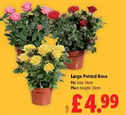 Lidl Large Potted Rose offer