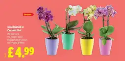 Lidl Mini Orchid in Ceramic Pot offer