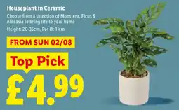 Lidl Houseplant in Ceramic offer