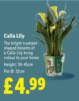 Lidl Calla Lily offer