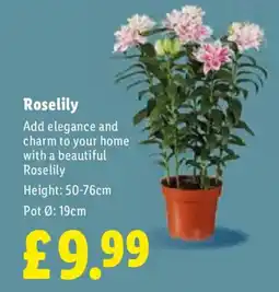 Lidl Roselily offer