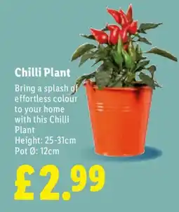 Lidl Chilli Plant offer