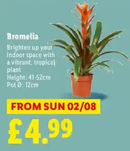 Lidl Bromelia offer