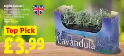Lidl English Lavender offer