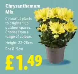 Lidl Chrysanthemum Mix offer